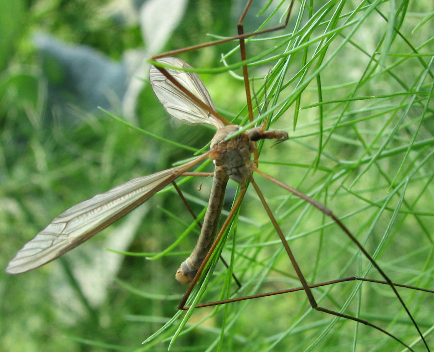 Tipula